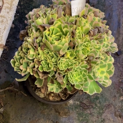 白凤多肉植物0302