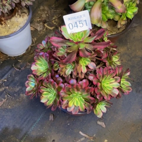 美姬多肉植物  0451