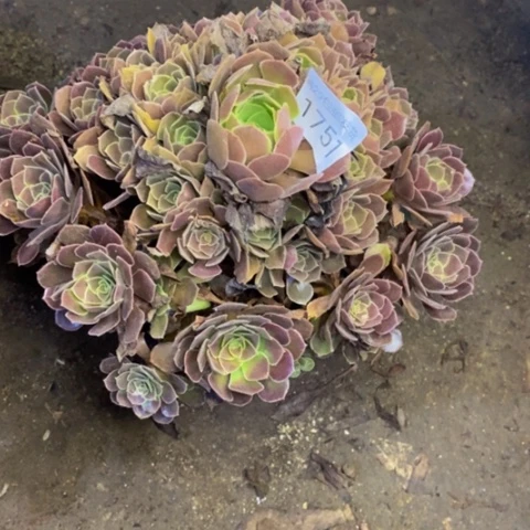 荷兰玫瑰多肉植物1751