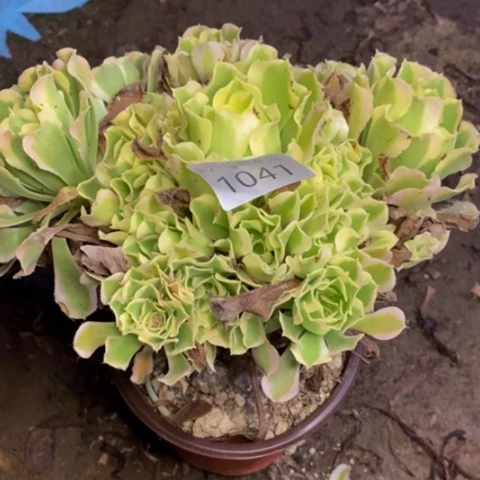 白凤有断枝多肉1041