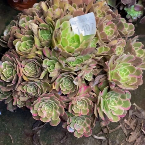 安娜多肉植物1407