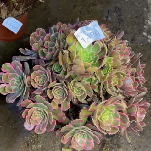 安娜多肉植物1480