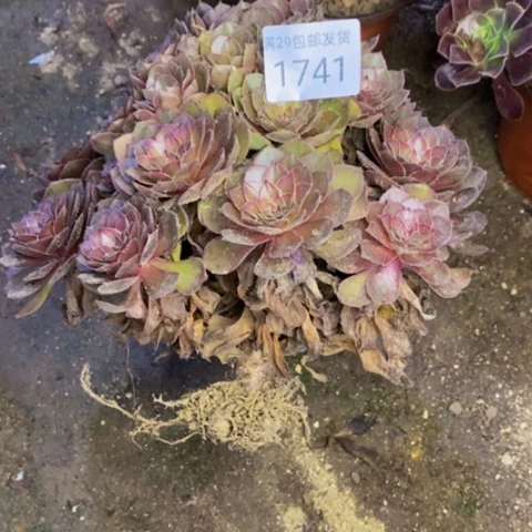 红魔多肉植物1741
