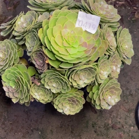 万圣节多肉植物0419