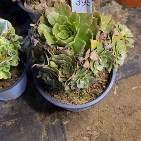 红丝绒多肉植物3958