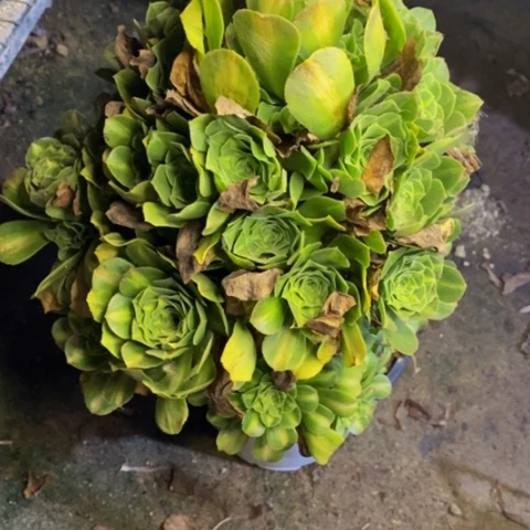 翡翠琉璃多肉植物1640