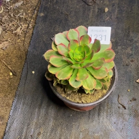 万奶白多肉植物1231