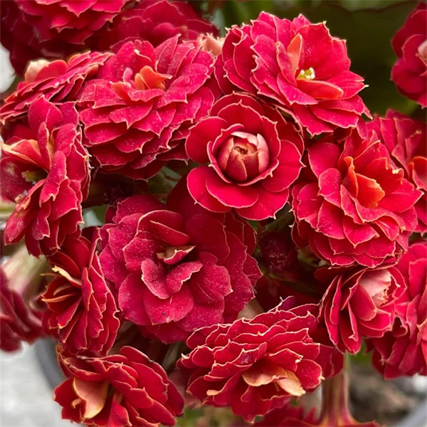 【红狐狸 14cm盆】重瓣大花