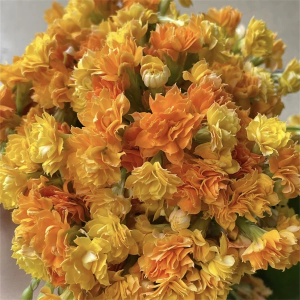 【蜜柚 10cm盆】重瓣大花 0℃地区请拍保温，不拍冻坏不赔