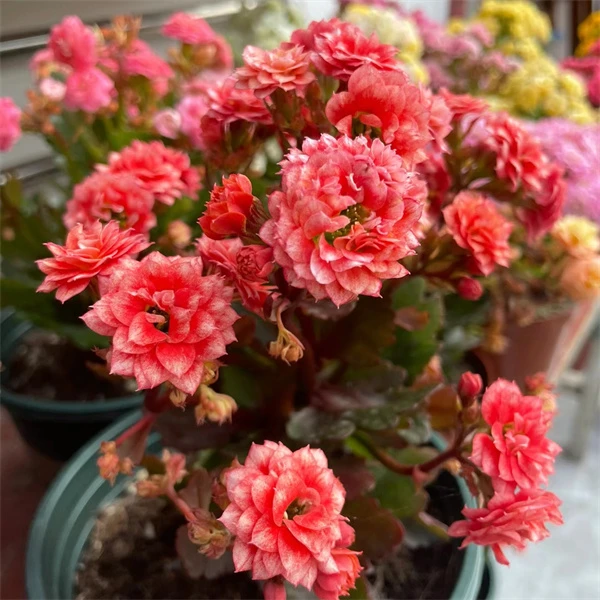 【烟花 13cm盆】重瓣大花 0℃地区请拍保温，不拍冻坏不赔