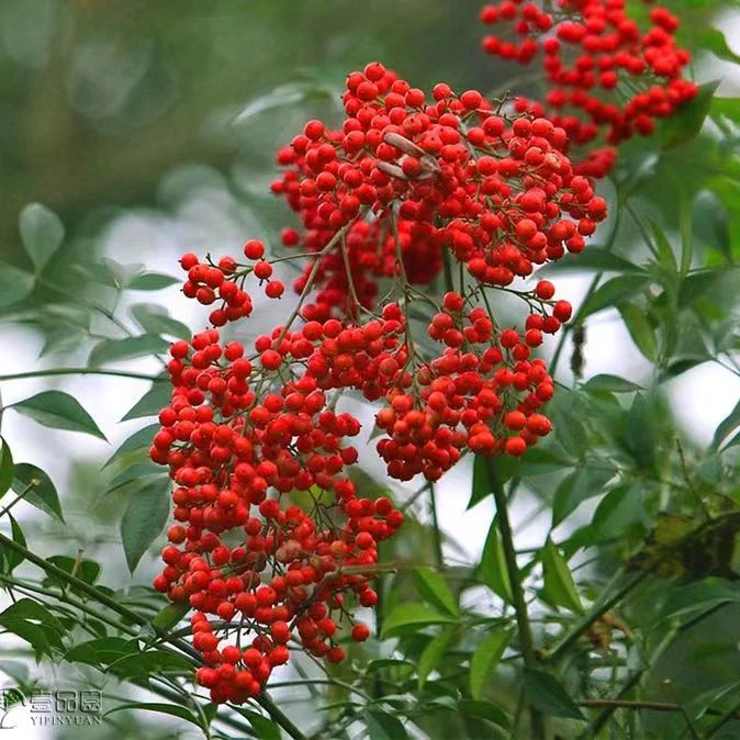 南天竹树苗盆栽火焰老桩盆景小苗庭院室内植物耐寒一物一拍