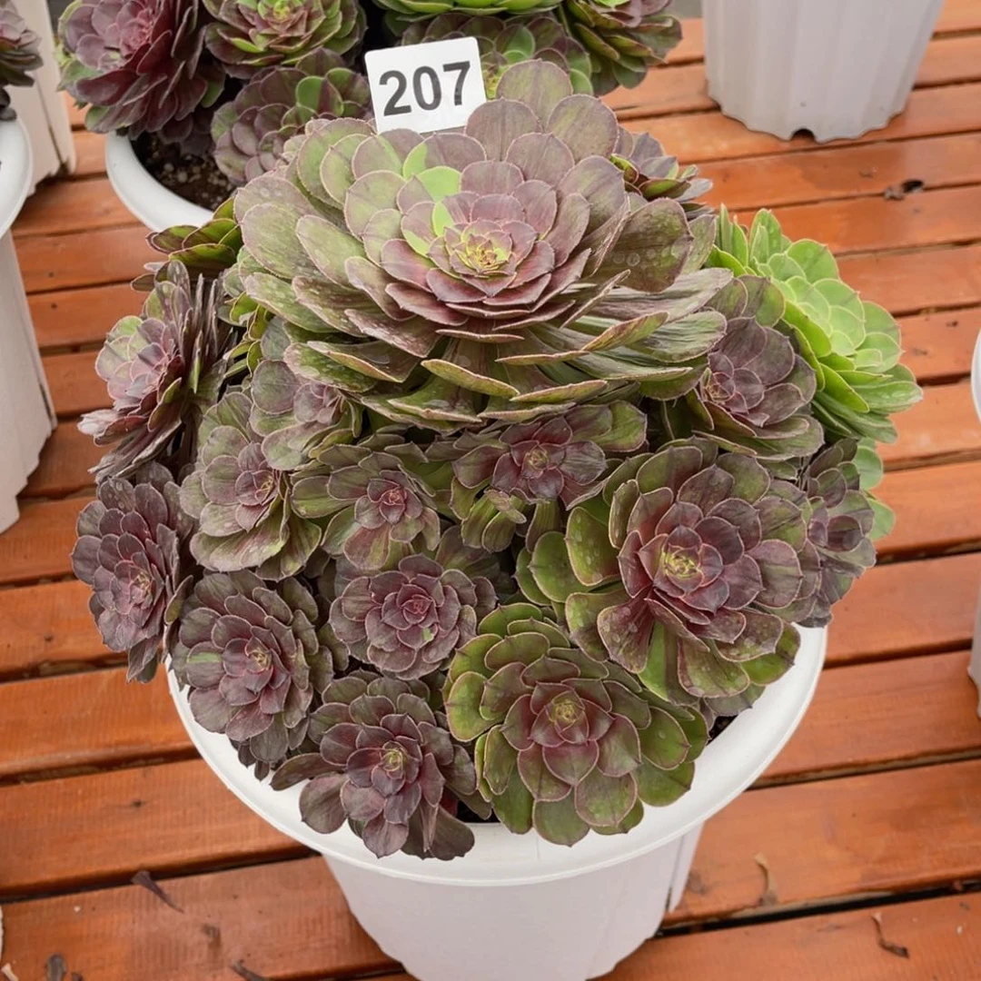 醉****来207多肉法师花夜月