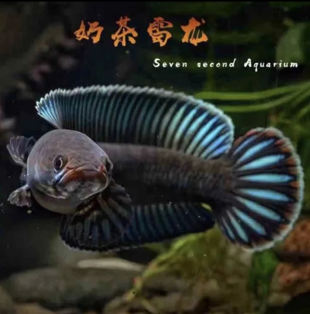 奶茶雷龙 活体 蓝帆 阿塞姆