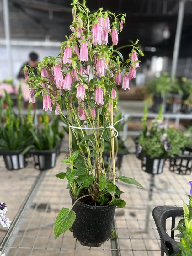 紫斑风铃草四季开花