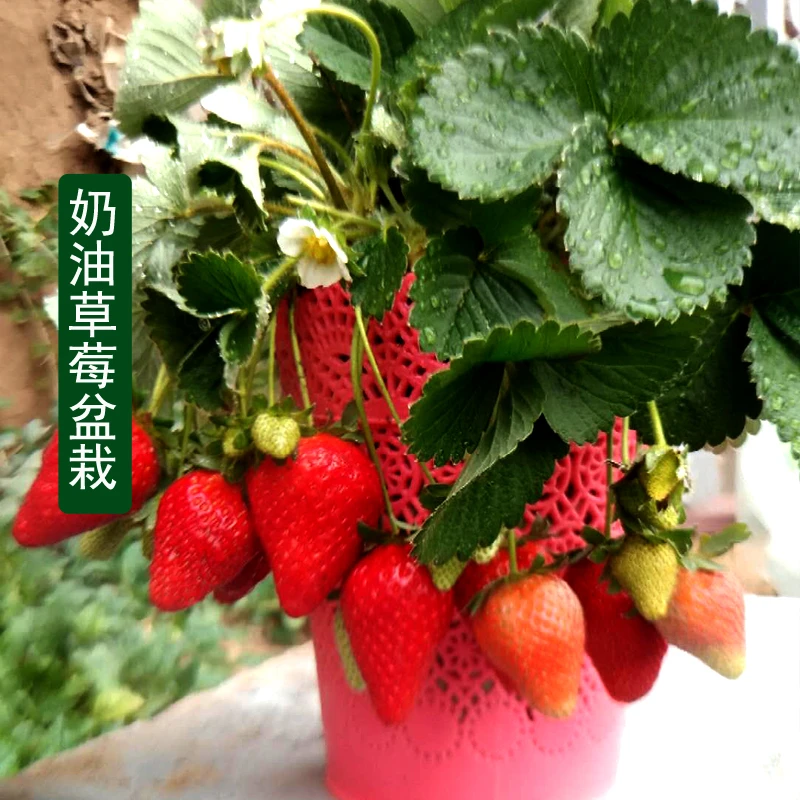 寿大【新人福利】奶油草莓盆栽 盆栽四季水果秧苗