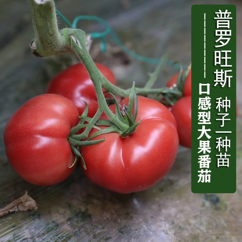 【粉丝福利】普罗旺斯番茄苗 口感大果番茄苗 四季种高产抗病好吃