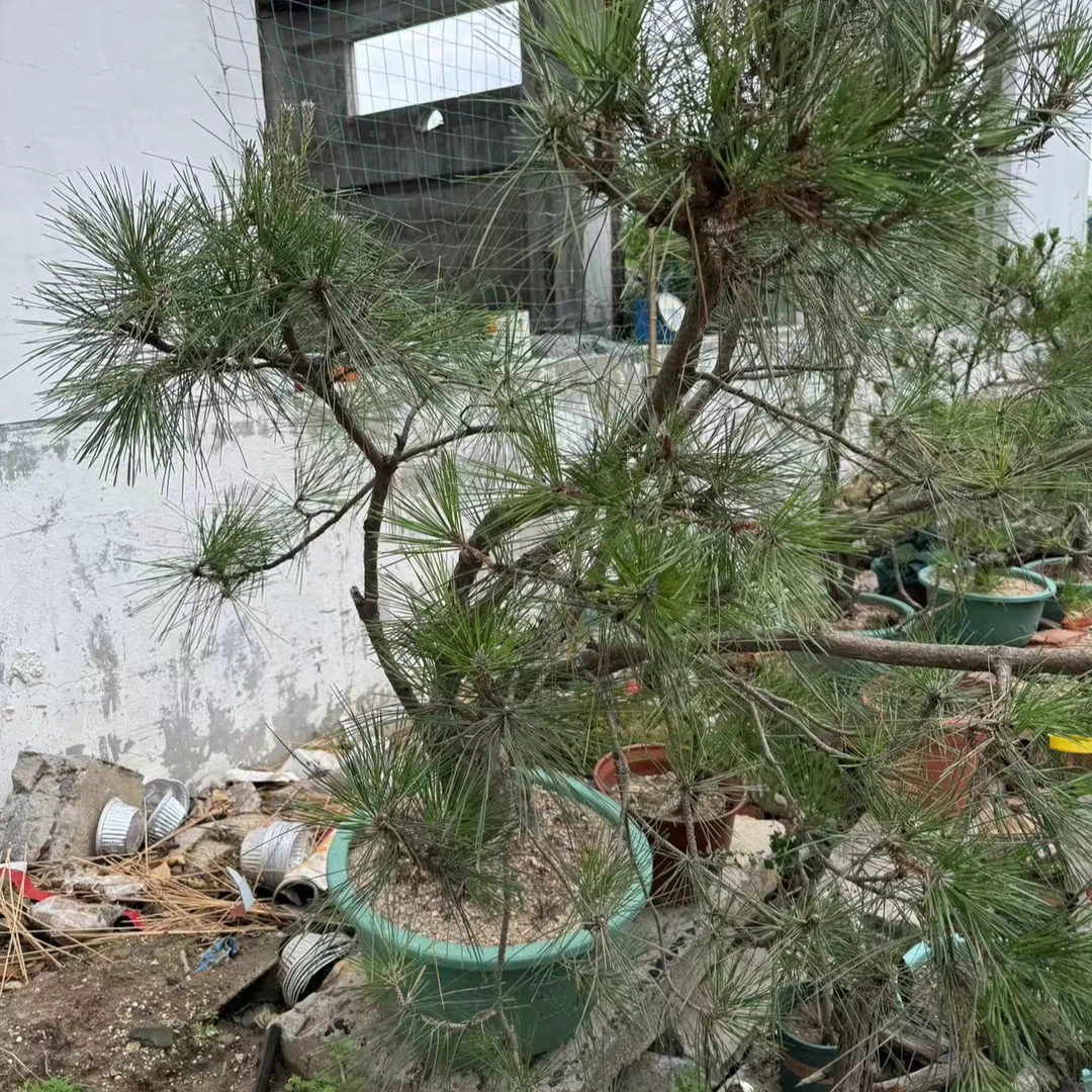 嘉淏花卉，黑松、山里红、黄荆、黄栌等山桩盆景绿植。