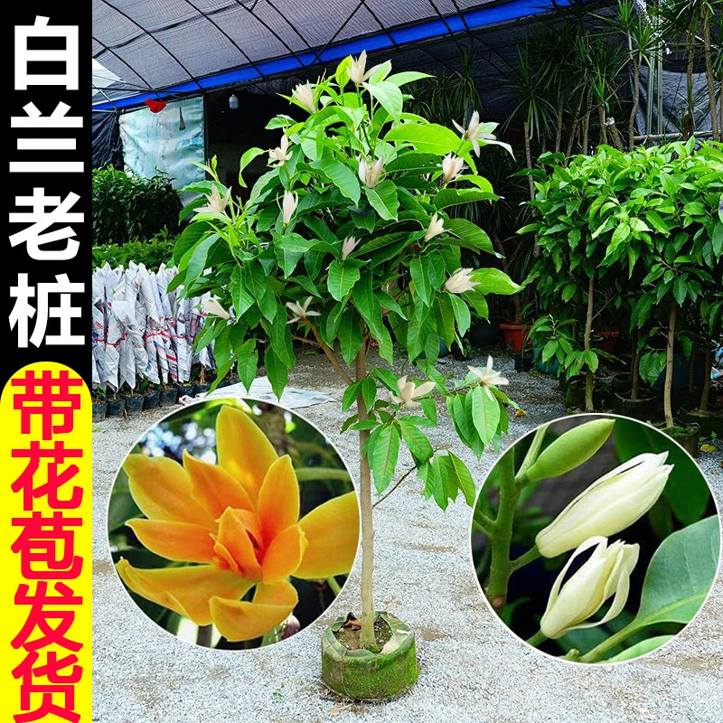 白兰花盆栽树苗玉兰花卉植物室内阳台绿植易活带花苞四季开黄角兰
