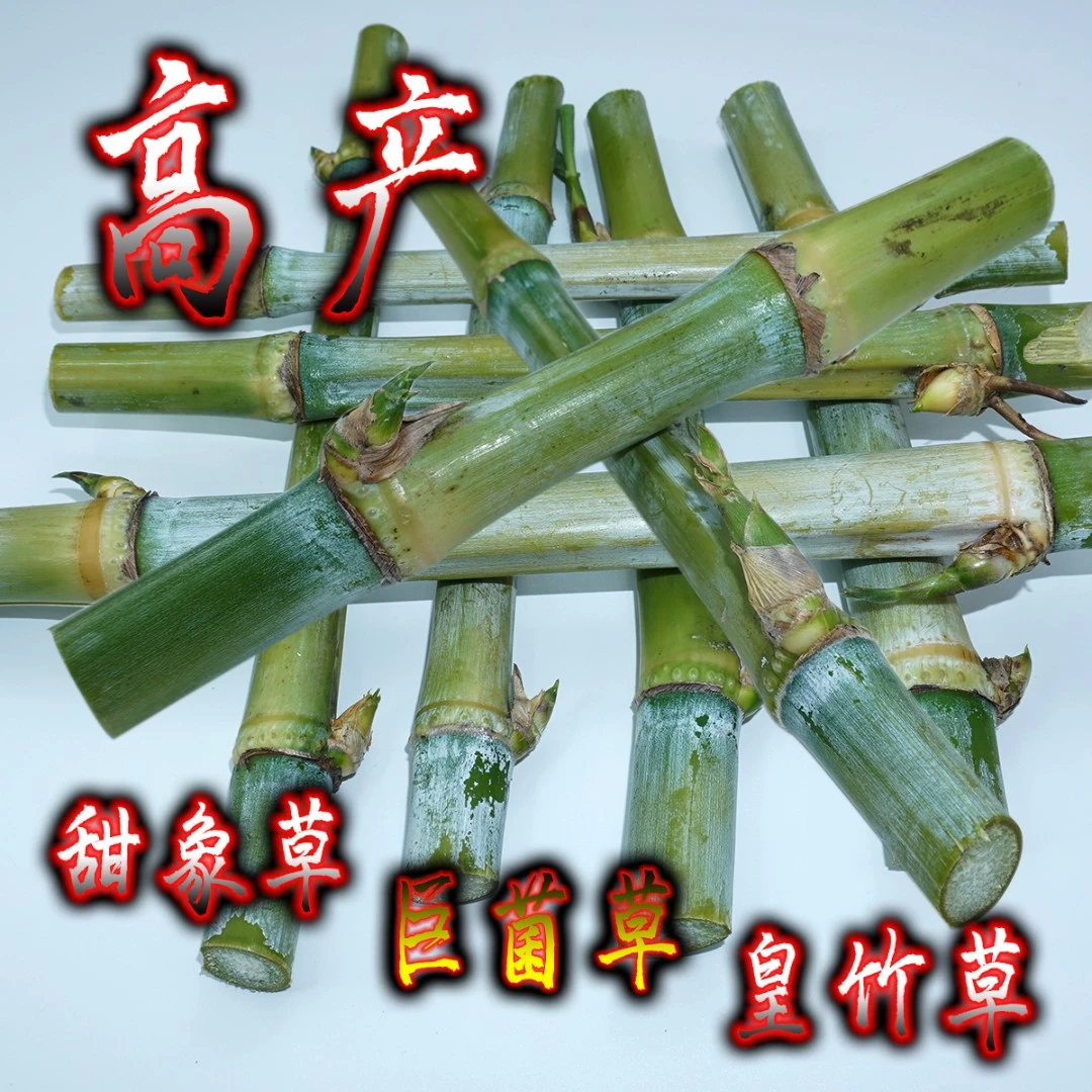 甜象草种节牧草种子巨菌草皇竹草产地直发泡沫箱保鲜发货催芽植物