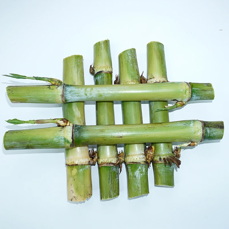 皇竹草种节多年生牧草牛羊鱼草料巨菌草无毛甜象草高产养鱼专用