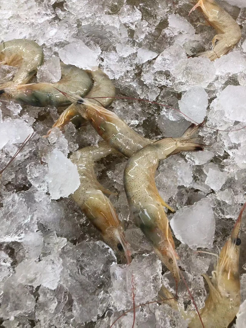 【霞浦海鲜】野生黄虾 新鲜野生黄虾冷链空运运输（1盒400克到手6盒）