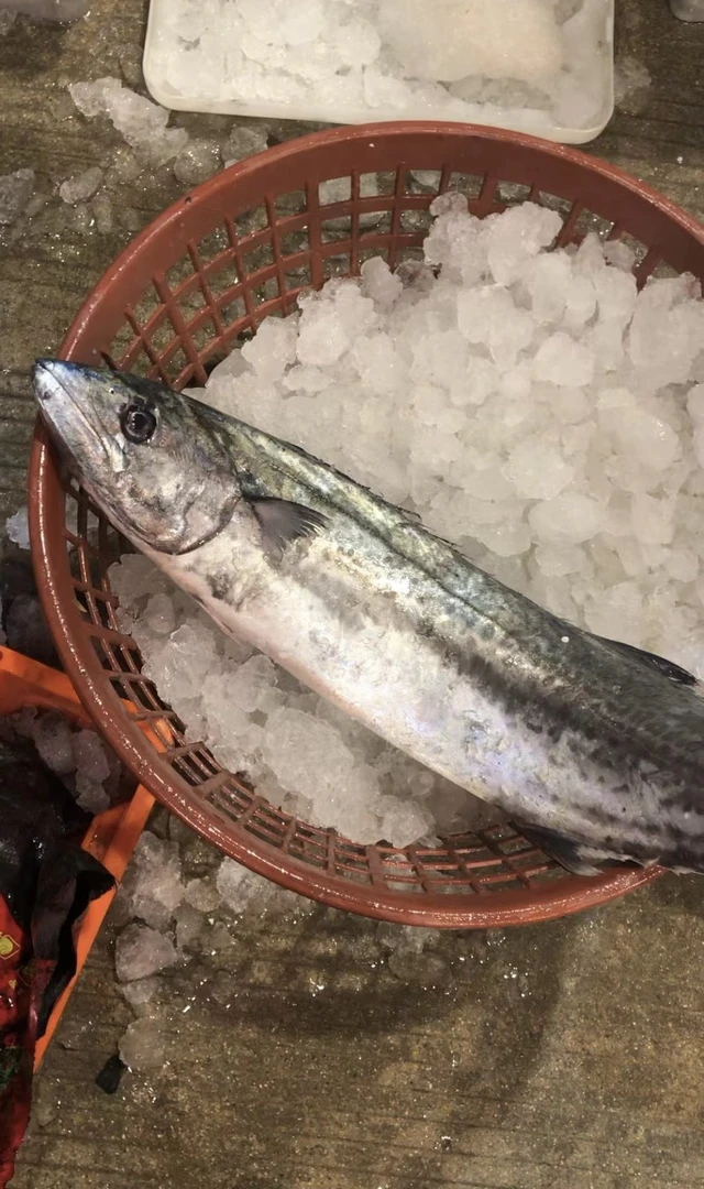 （川乌）大马鲛鱼 新鲜海捕海鲜大马鲛鱼 冷链空运运输