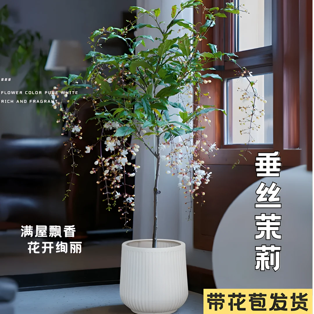 【泰国垂丝茉莉】1M棒棒糖带花苞原盆室内客厅花卉盆栽垂吊植物