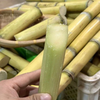 云南高山甘蔗2斤(纯肉,小块去节)