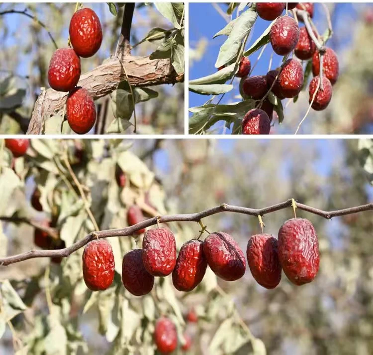 新疆特产原生态若羌土灰枣优质新疆红枣吊干枣常温散装核小肉厚