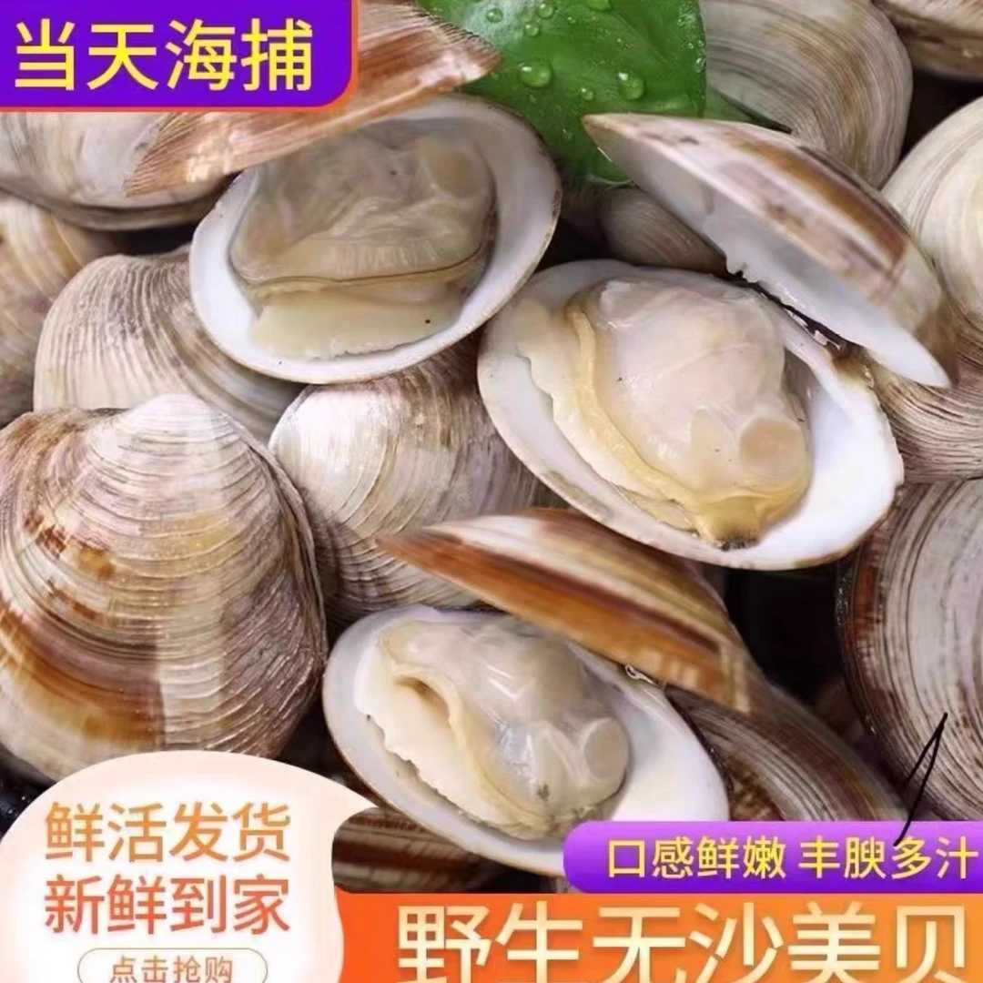 连云港发货 鲜活大号美贝10斤