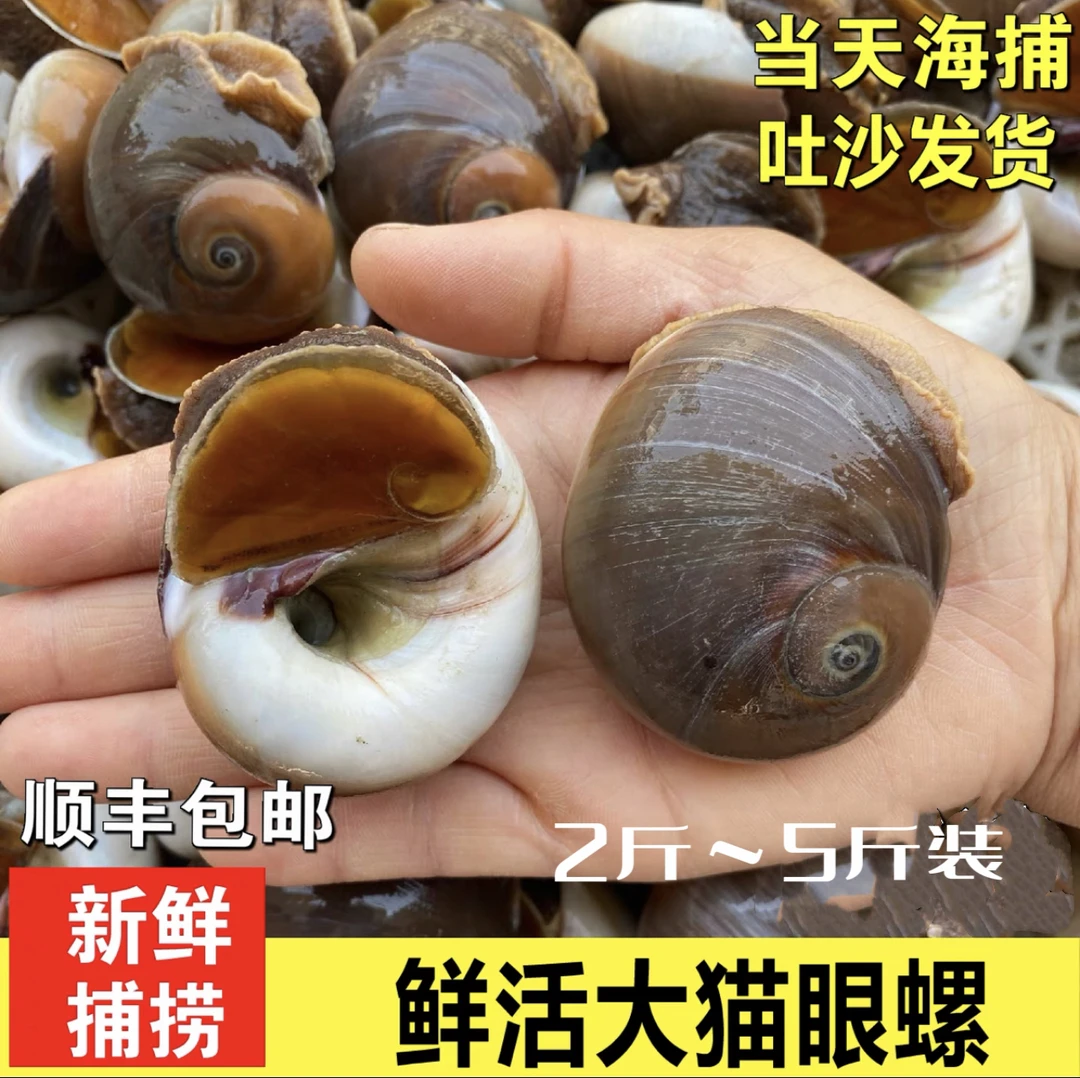 连云港发货 新鲜海捕猫眼螺2斤-5斤鲜活发货(只保鲜不保活