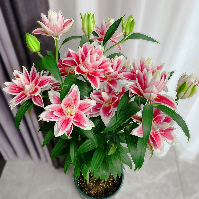 进口重瓣香水百合种球四季盆栽球根花卉百合花种子阳台观赏耐寒