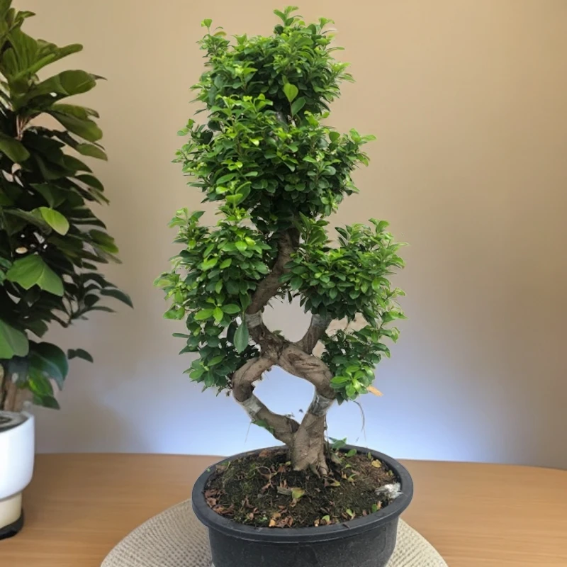 【高度80cm左右】8字造型小叶金钱榕树盆景植物室内室外好养易活