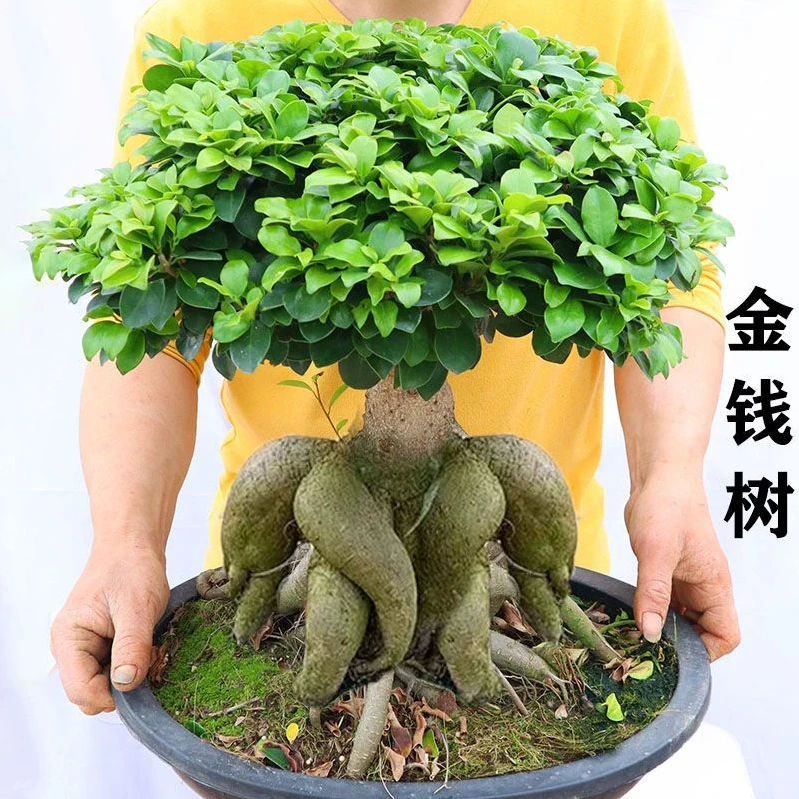 【30年老桩】金钱榕树老桩大型造型书房人参榕树盆景四季常绿色好养