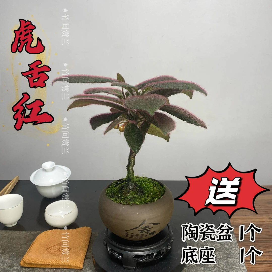 虎舌红绿植盆栽懒人水培盆栽绿植室内花客厅阳台花办公室花卉盆栽