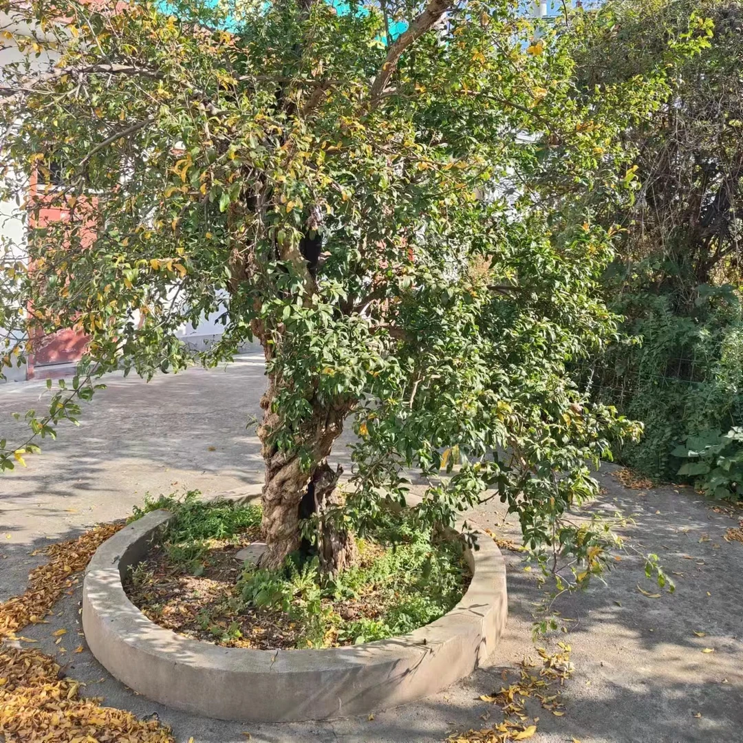 突尼斯盆栽地栽老桩一物一拍