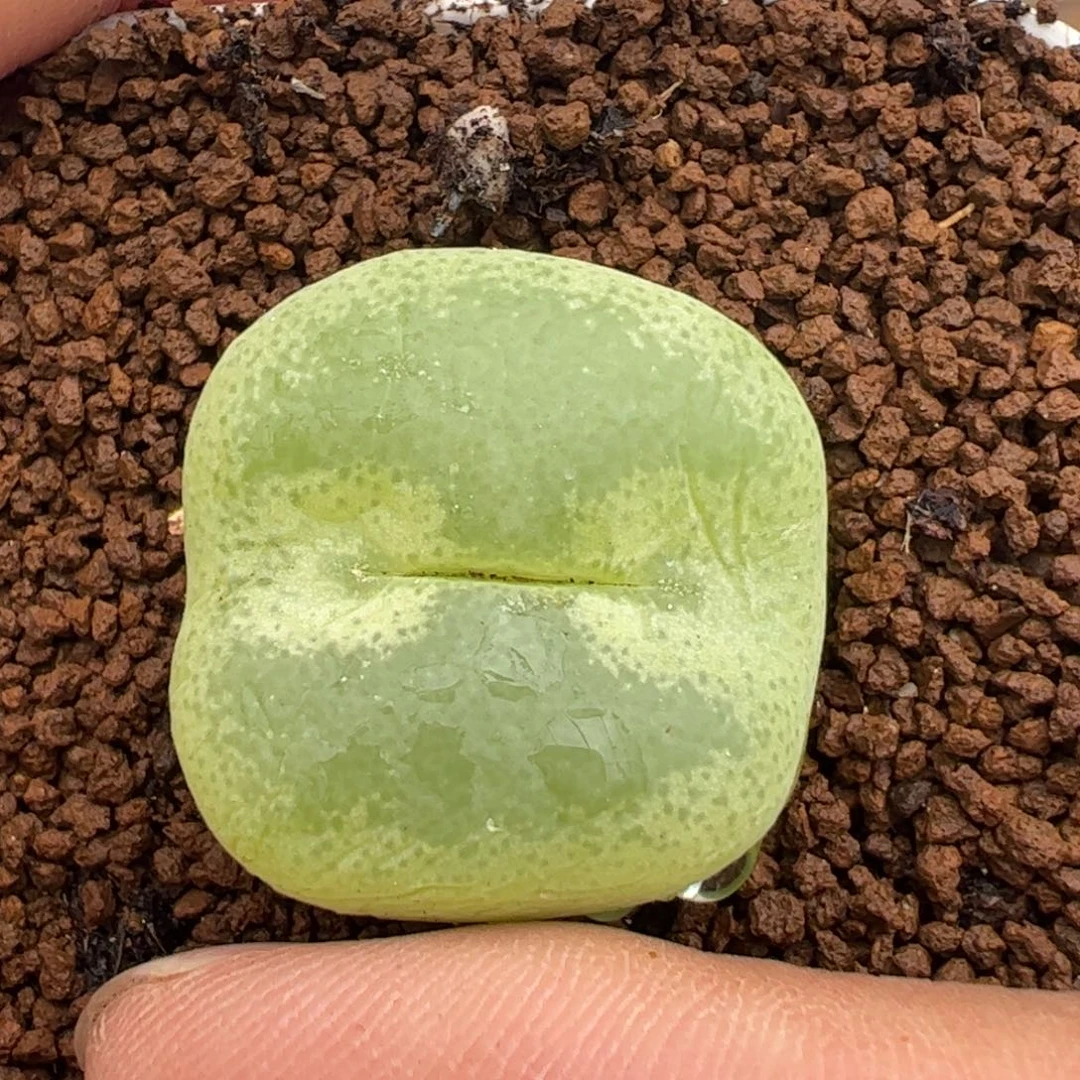 386多肉植物百科