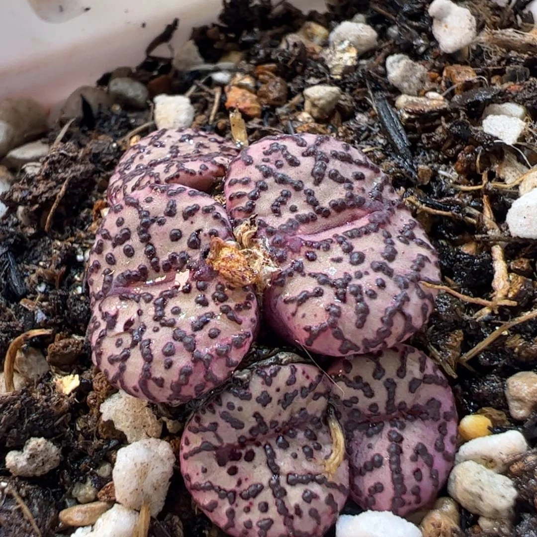 19079多肉植物百科