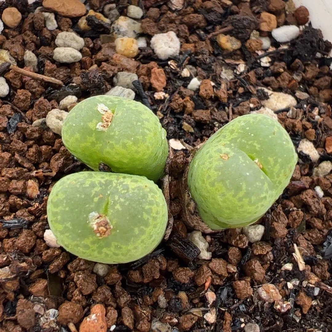 050193多肉植物百科