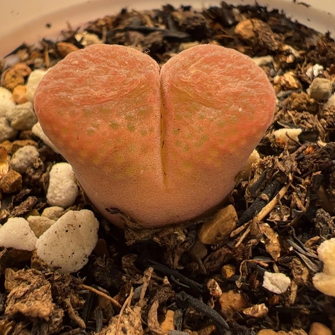 170194多肉植物百科