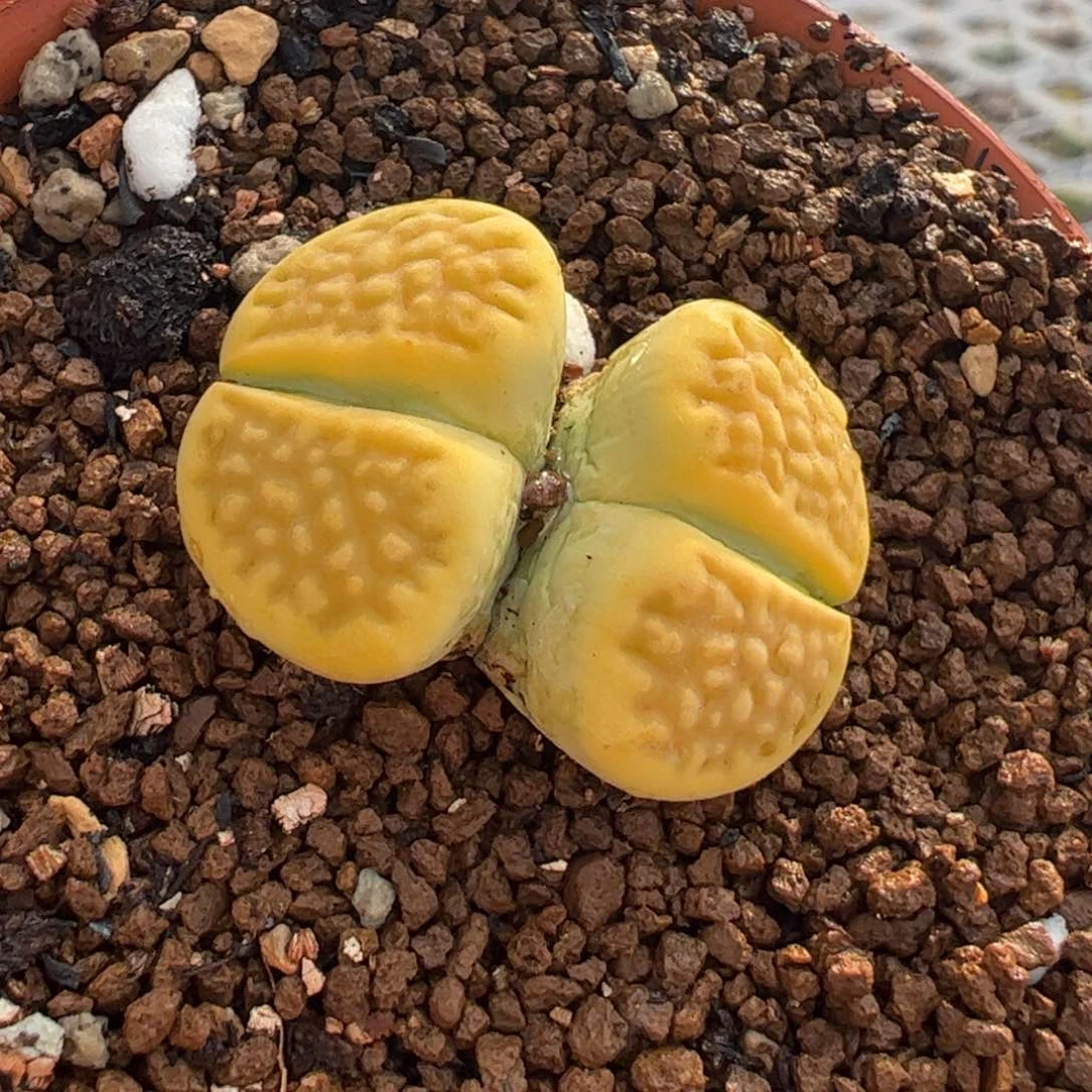 24064多肉植物百科