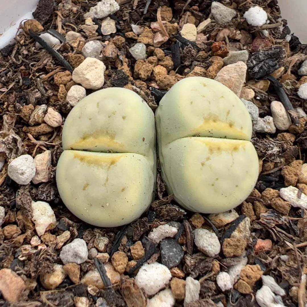 2501144多肉植物百科