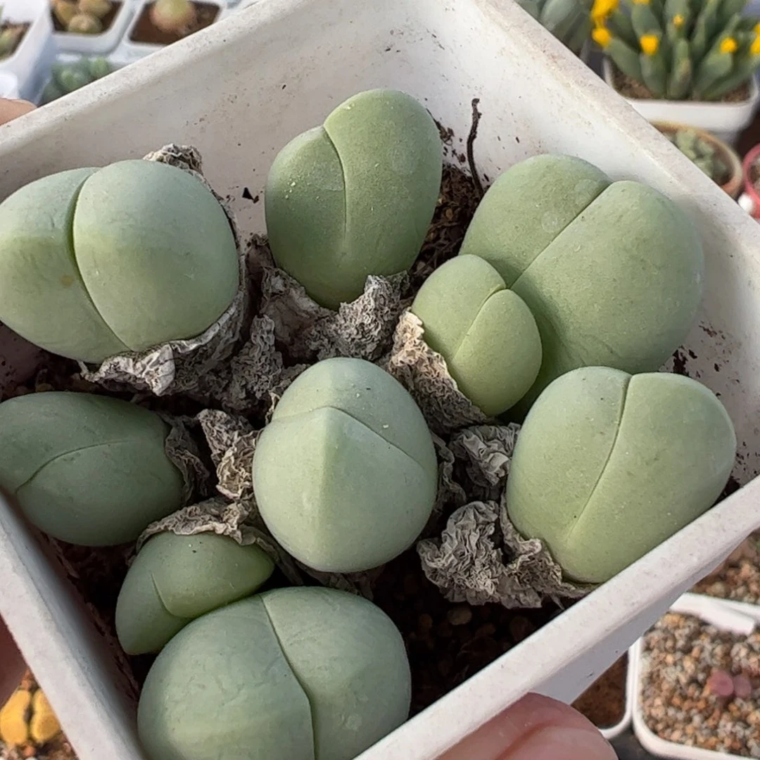 03056多肉植物百科