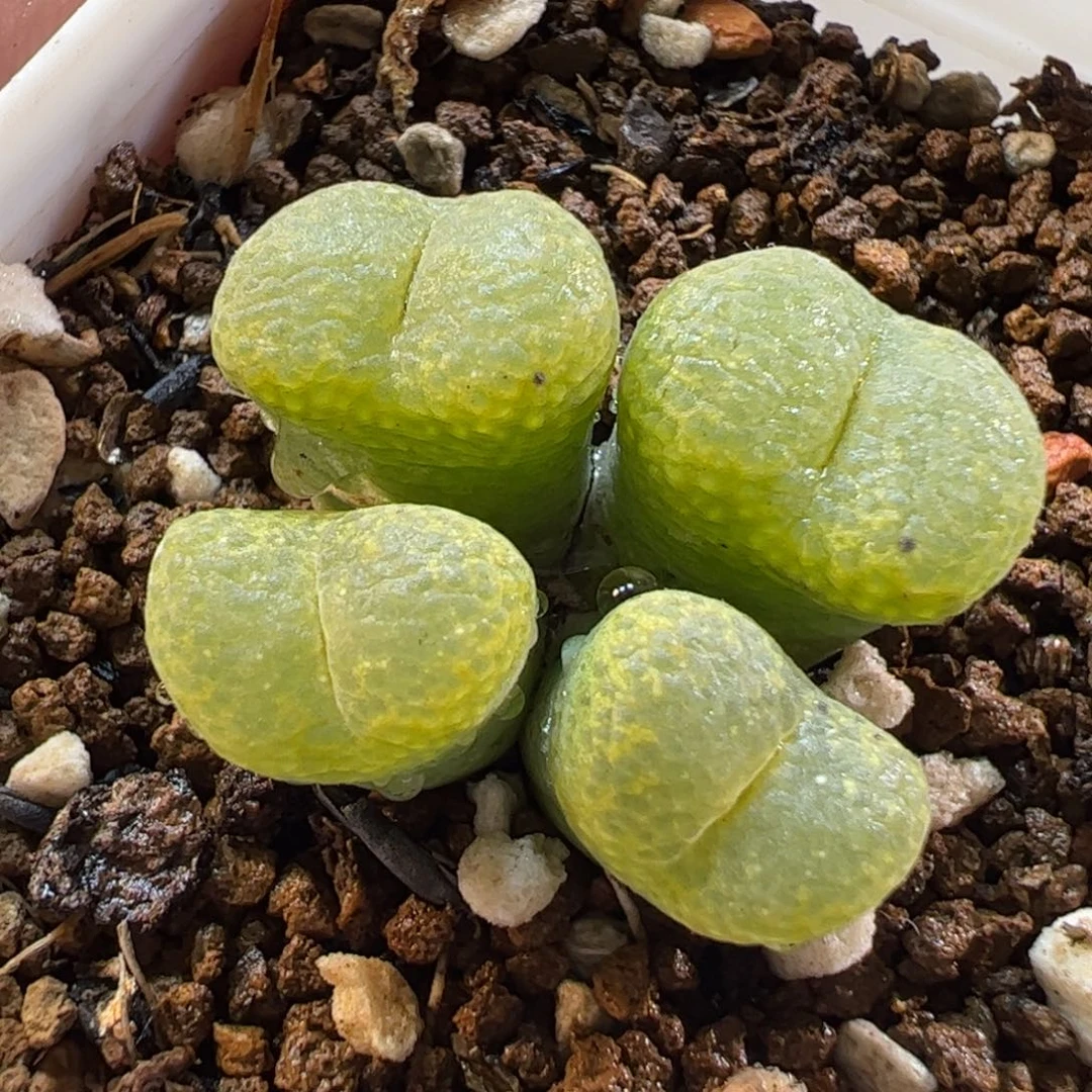 19050多肉植物百科