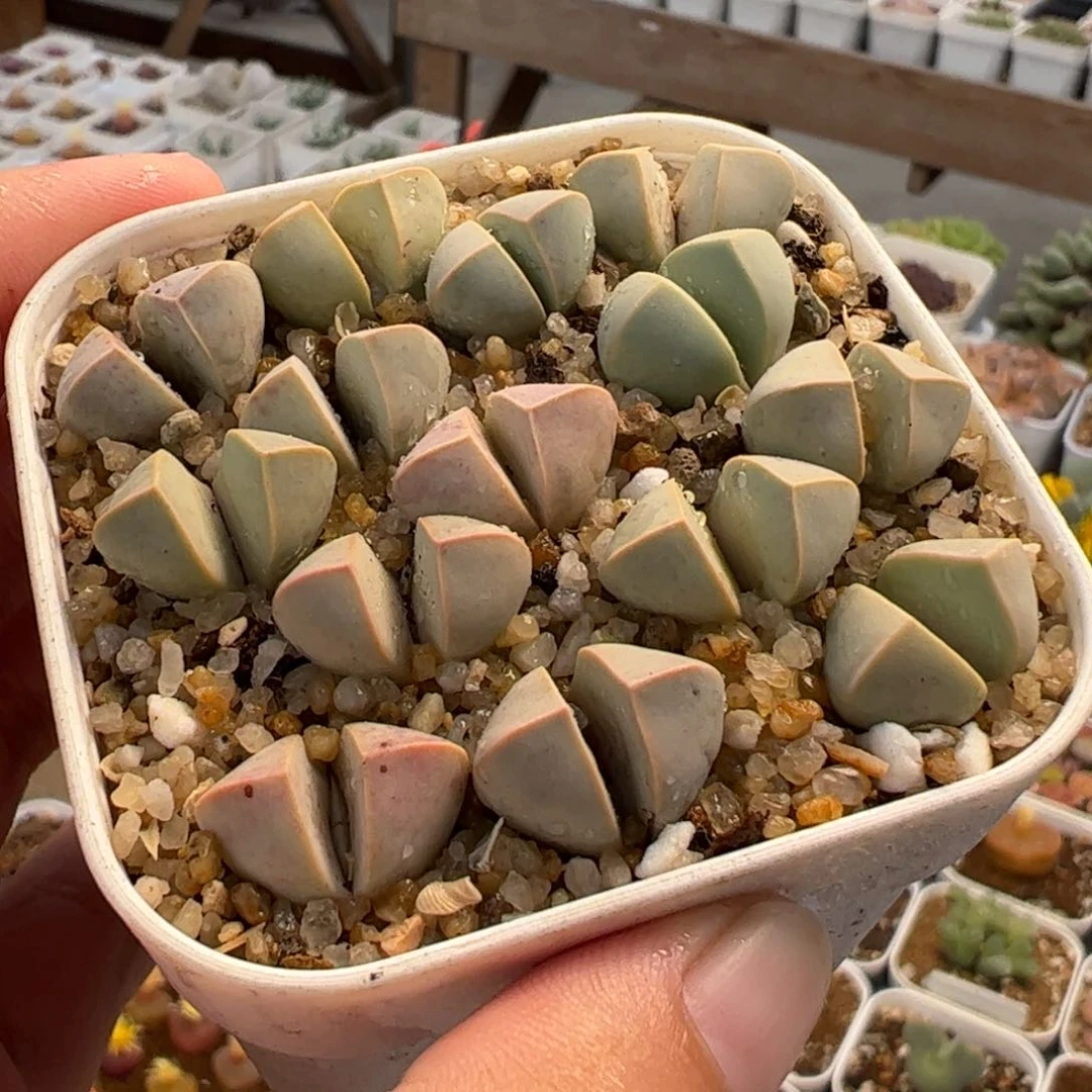 04022多肉植物百科