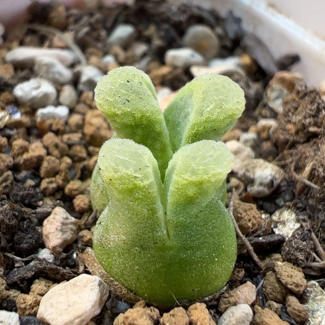 佛度冰奶瓶多肉植物百科