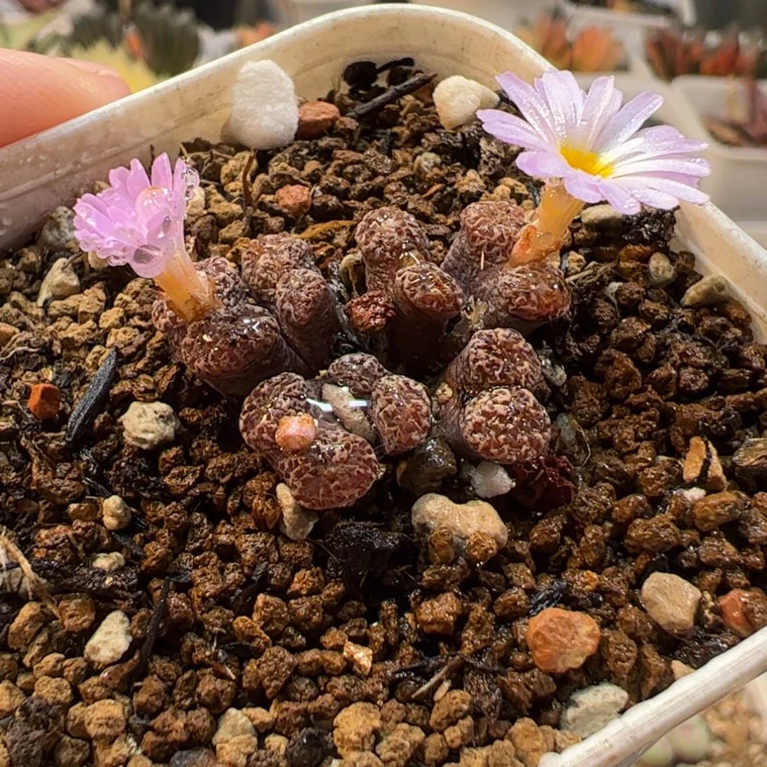 19012多肉植物百科