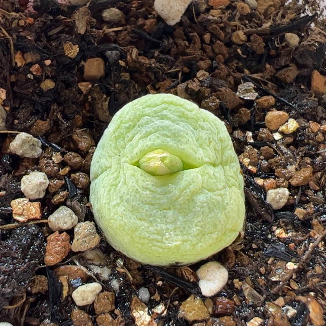 26.211多肉植物百科