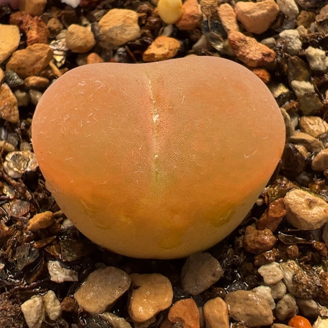 26055多肉植物百科