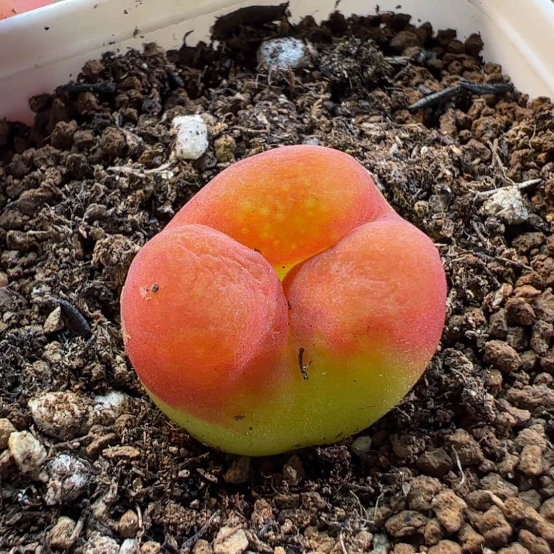 28025多肉植物百科